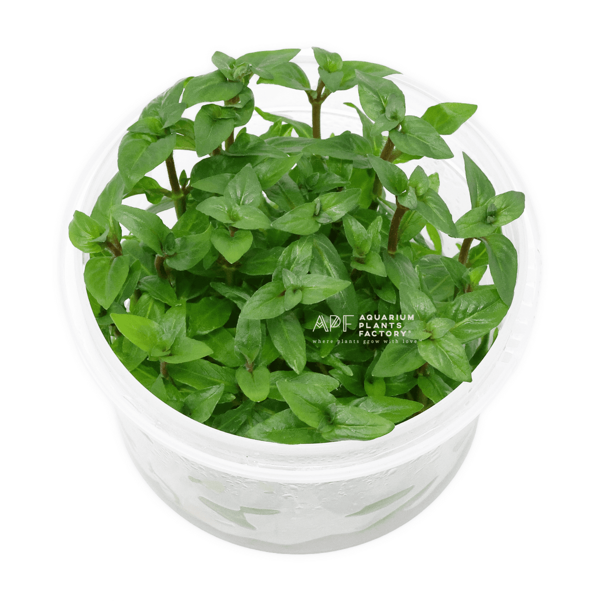 Staurogyne Repens - Tissue Culture Cup