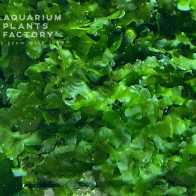 Subwassertang Moss Subwassertang | APF Aquarium Plants Factory