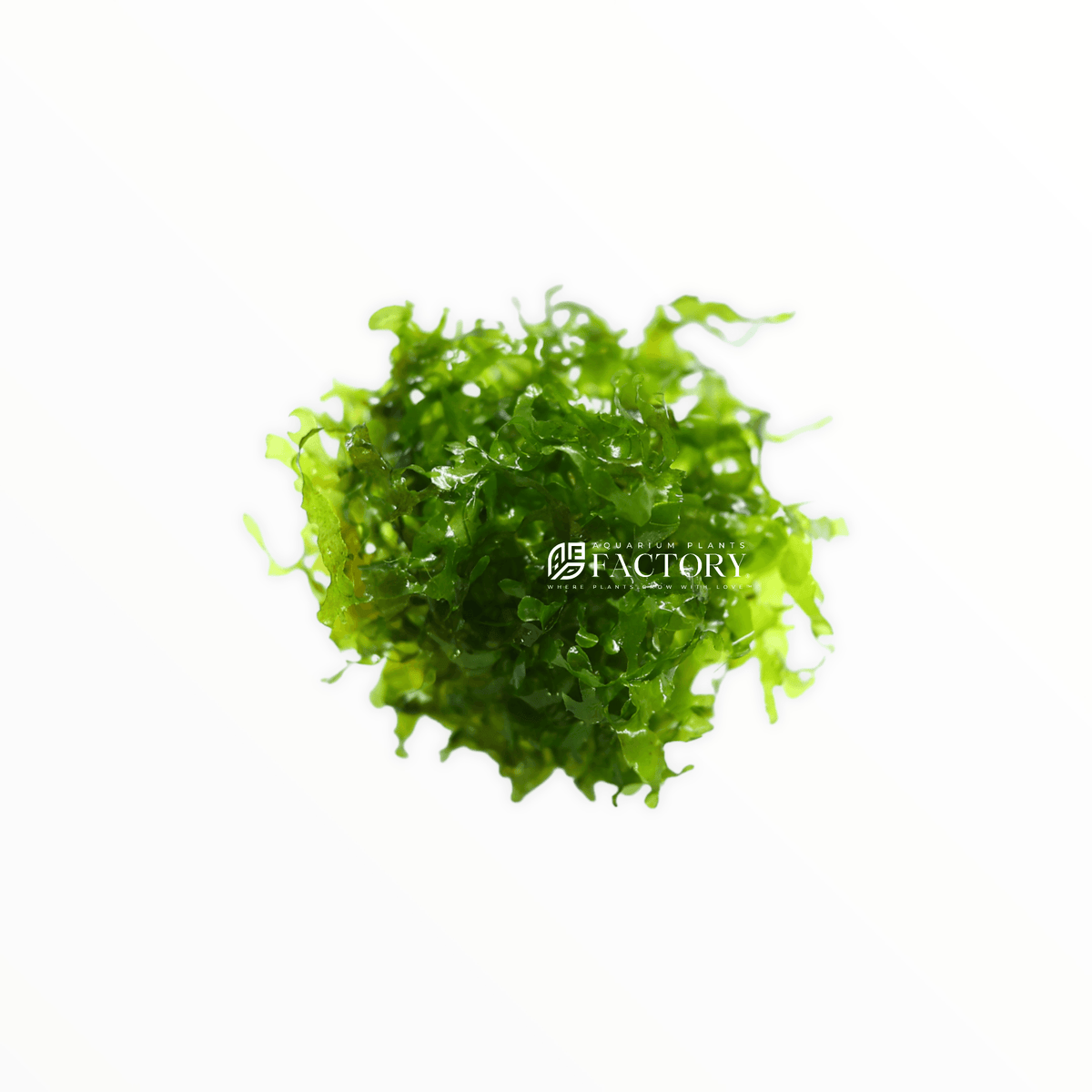 Subwassertang Moss (Round Pellia) live aquarium plant, view 2