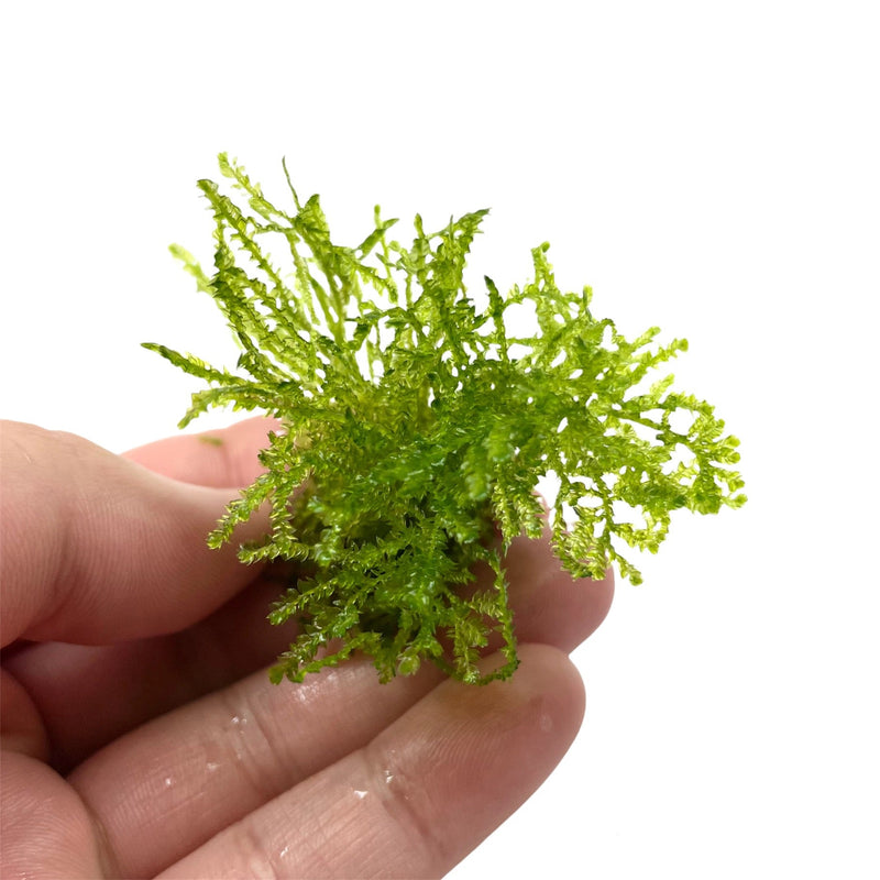 Taiwan moss (Taxiphyllum Alternans) develops in a horizontal and overhanging fashion. It looks best when attached to branching wood or vertical rock, and it&