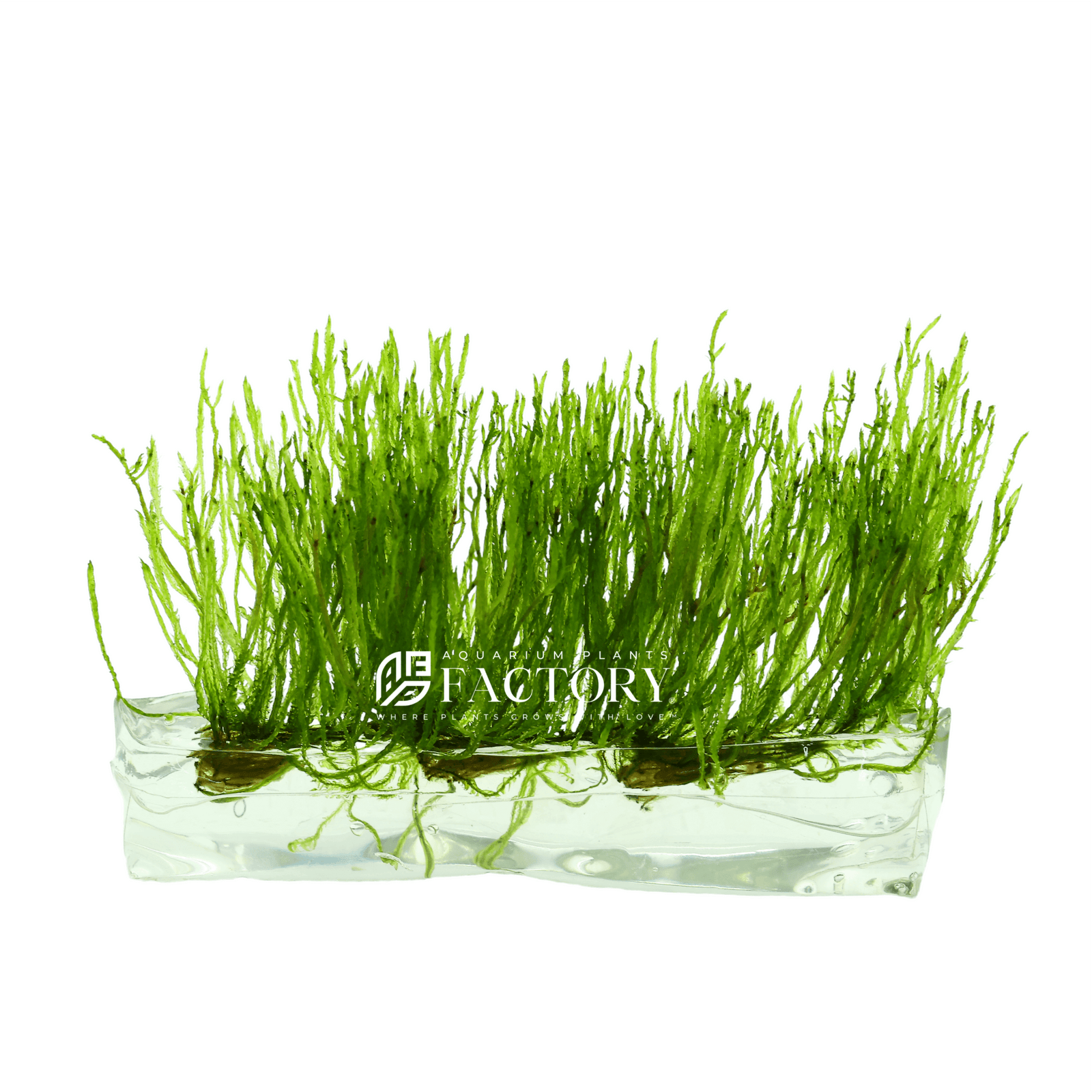 Taxiphyllum Alternans Tissue Culture (Taiwan Moss) Aquarium Plants Factory®