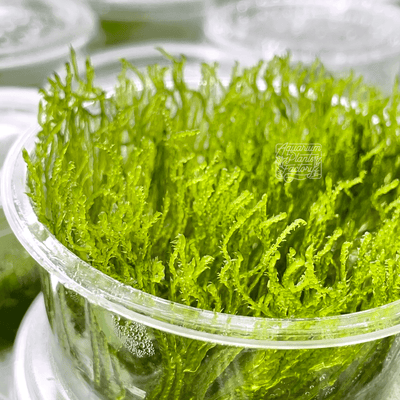Taxiphyllum sp. Flame Moss - Tissue Culture Cup - Aquarium Plants Factory