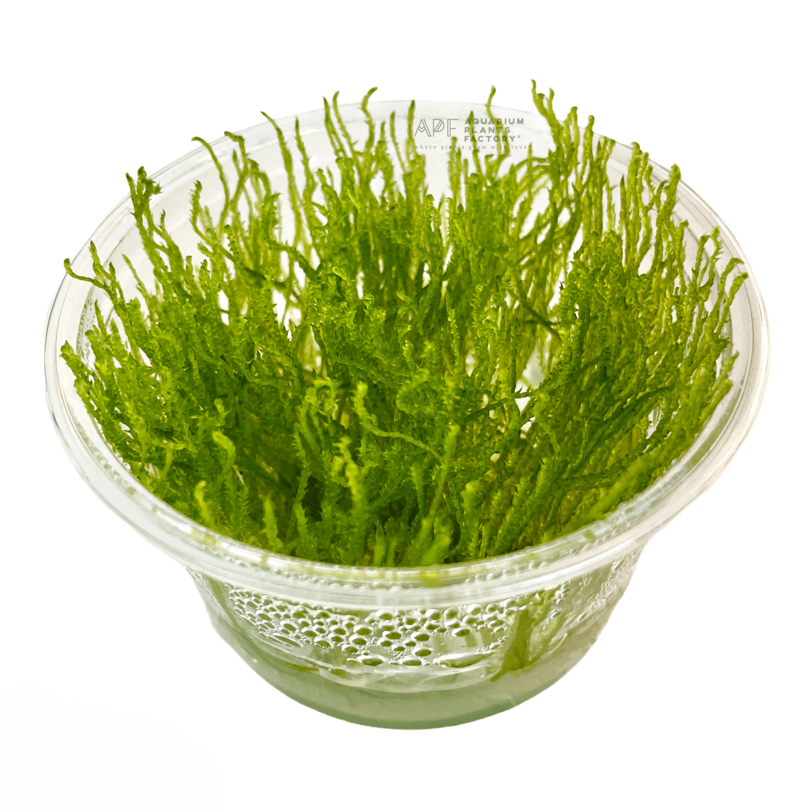 Taxiphyllum Spiky Moss - Tissue Culture Cup - Aquarium Plants Factory