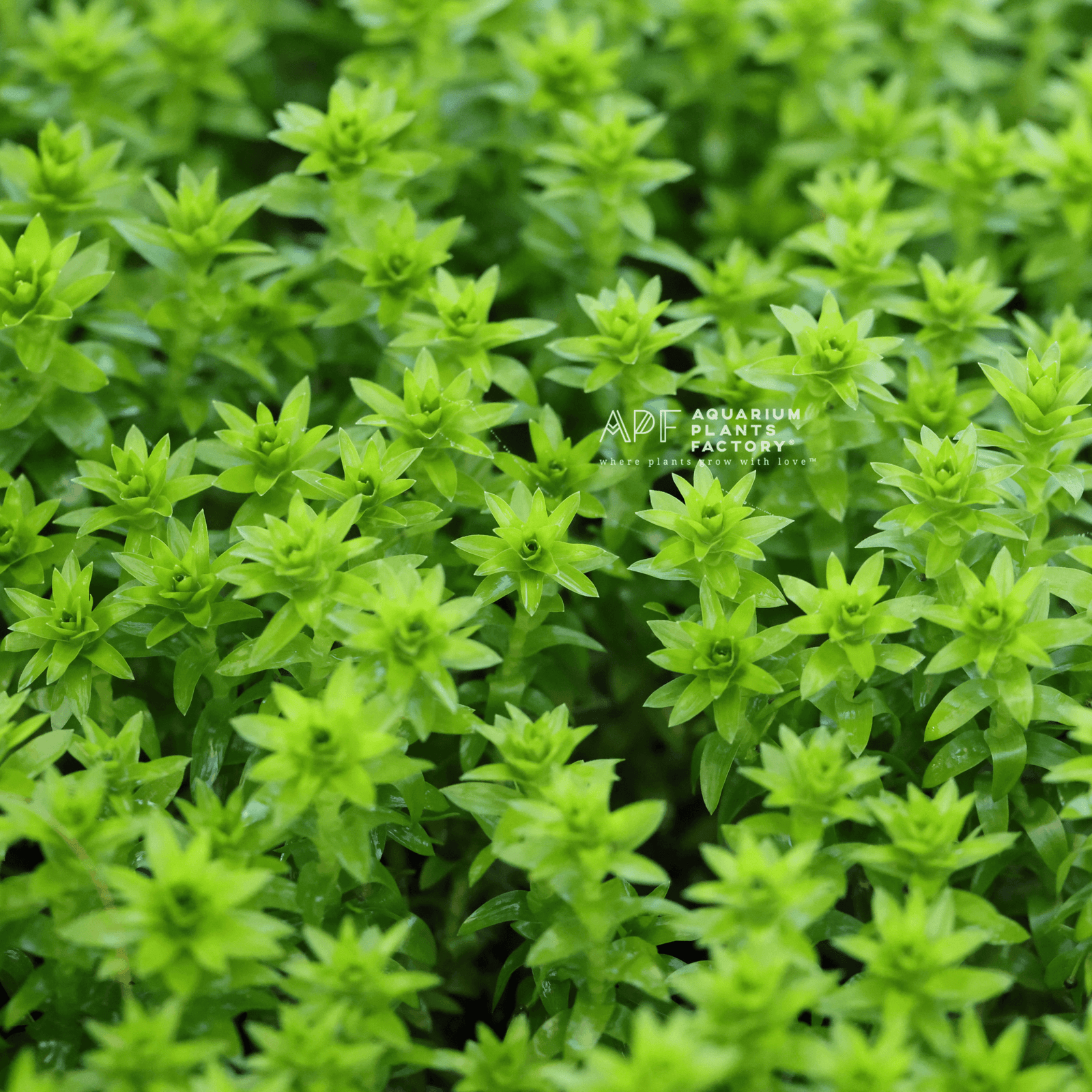 Tonina Fluviatilis APF Aquarium Plants Factory®