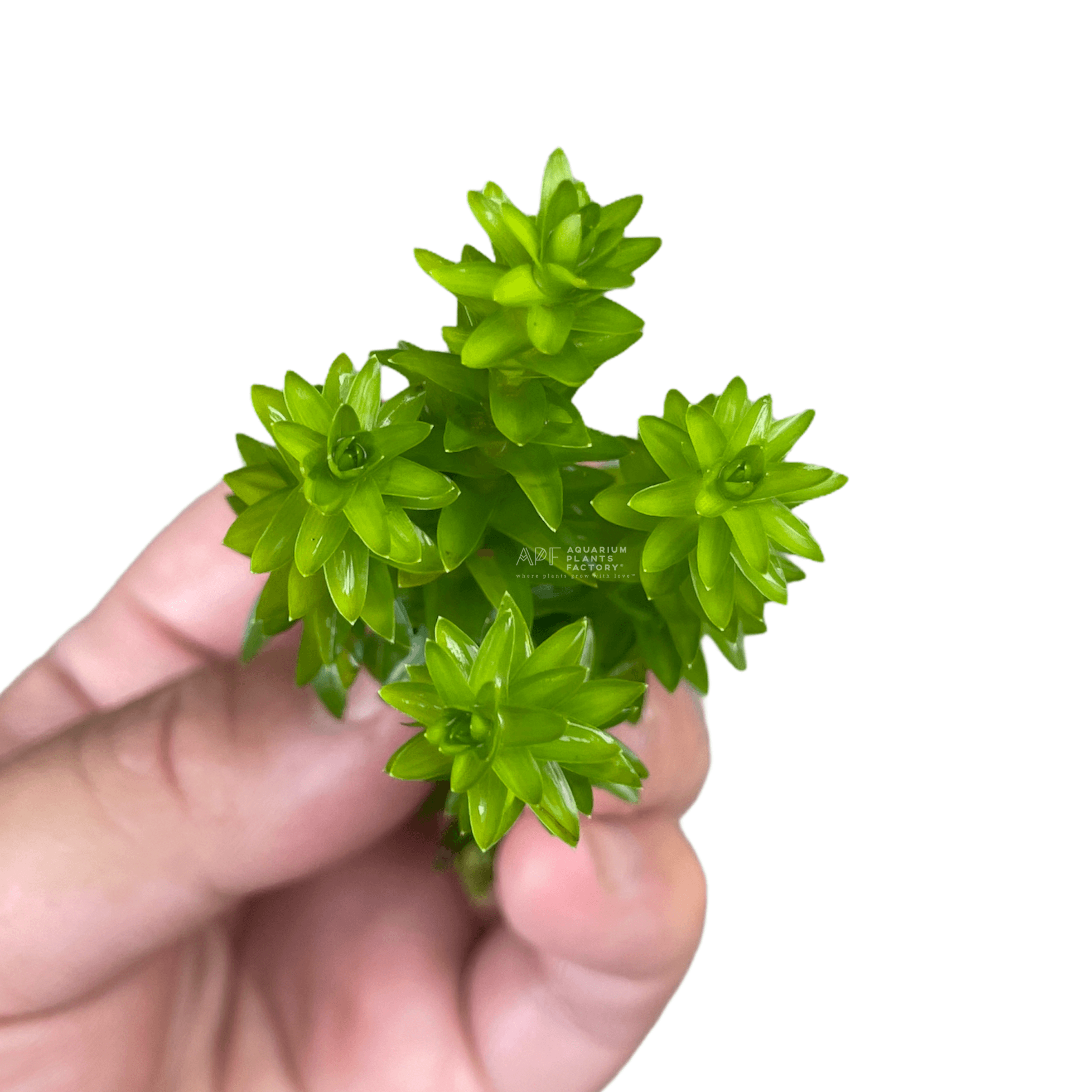 Tonina Fluviatilis Fresh-cut APF Aquarium Plants Factory