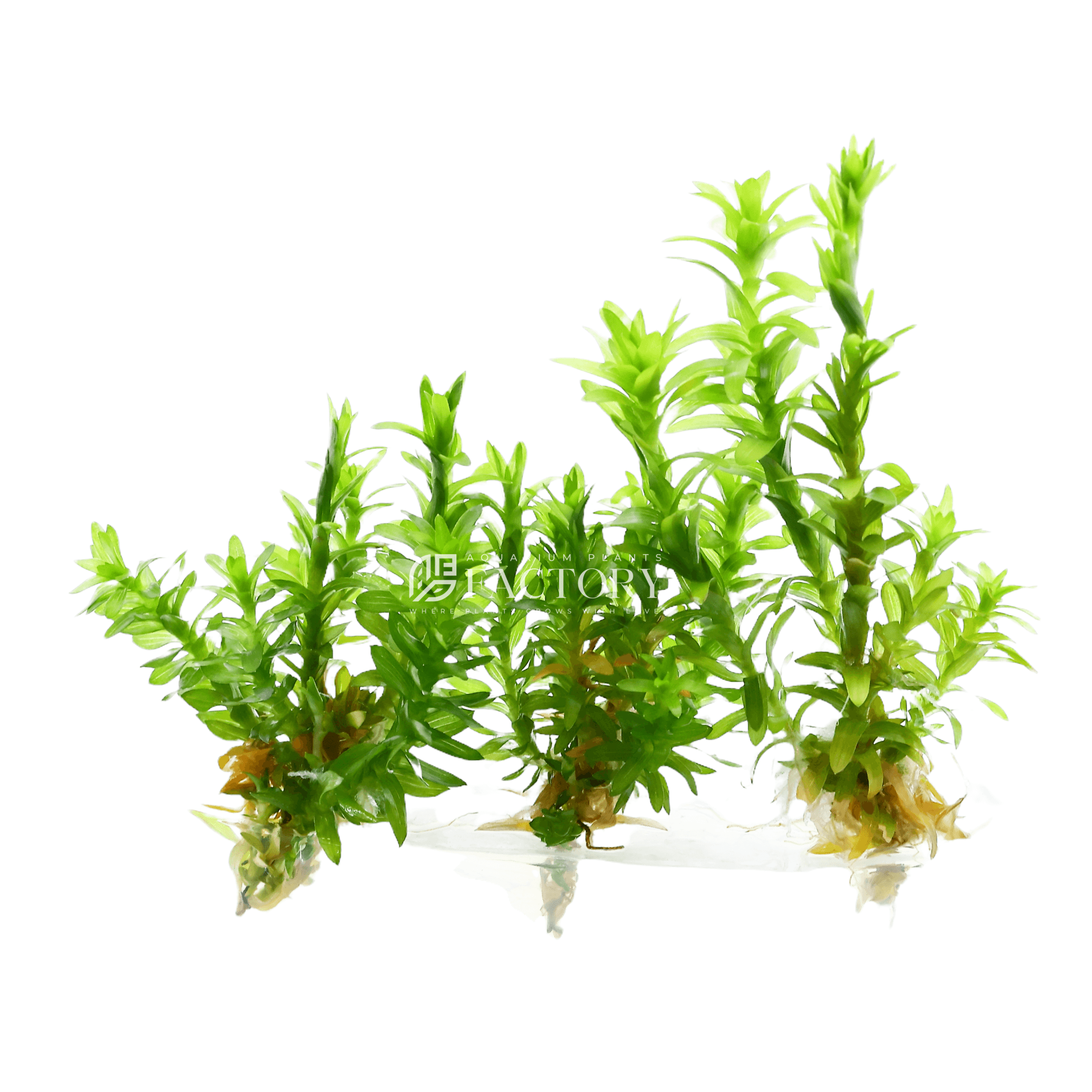 Tonina Fluviatilis Tissue Culture APF Aquarium Plants Factory®