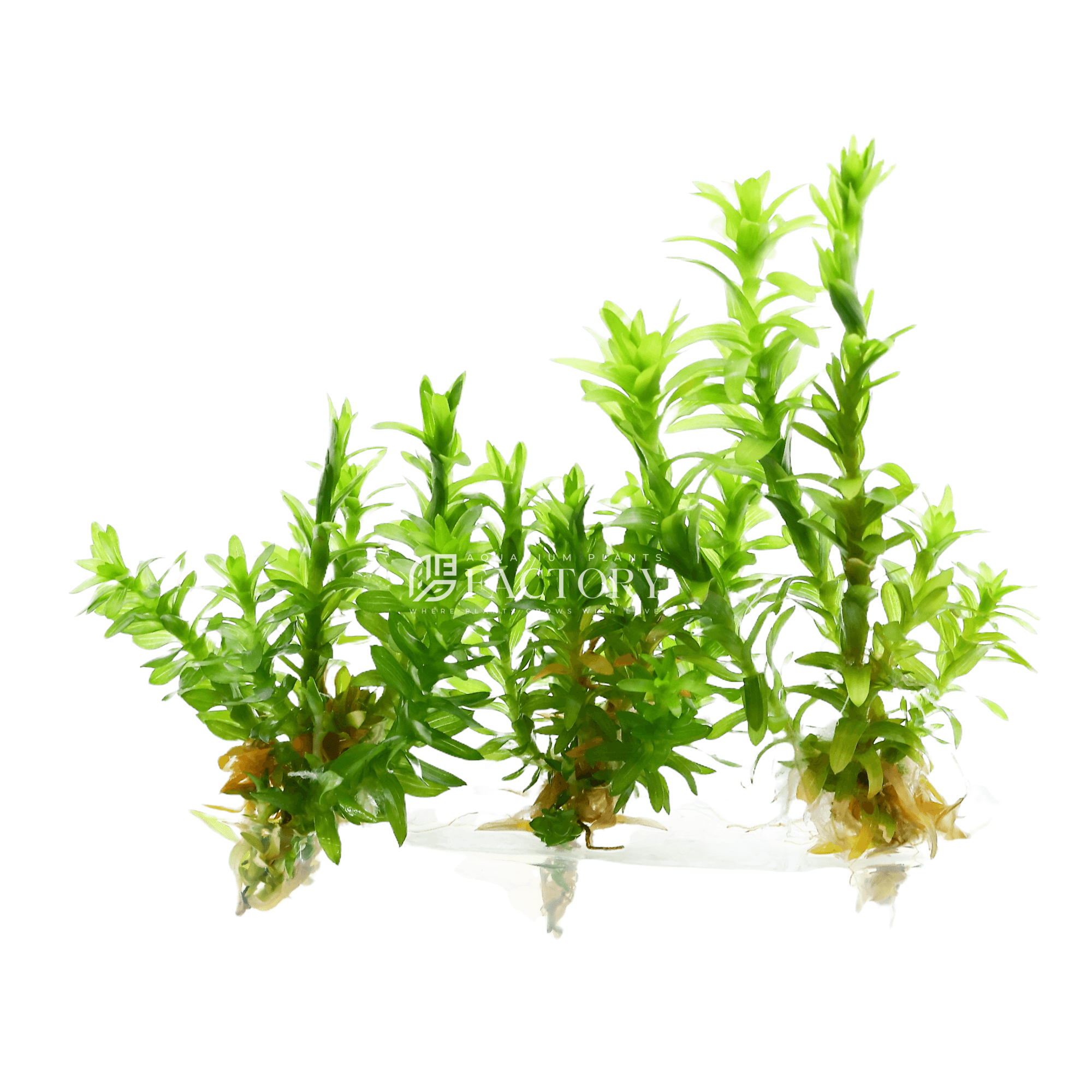 Tonina fluviatilis in sterile Vitro Culture® bag with vitamin-enriched liquid