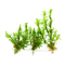 Tonina fluviatilis in sterile Vitro Culture® bag with vitamin-enriched liquid