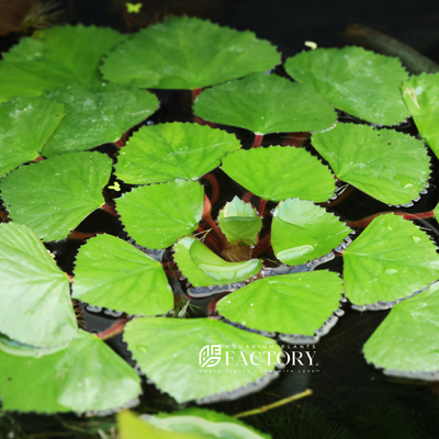 Trapa natans, commonly known as water chestnut or water caltrop, is an aquatic plant species that is native to Asia, Europe, and Africa. It has floating leaves that form rosettes on the water's surface and produces distinctive fruits that resemble spiny chestnuts. 