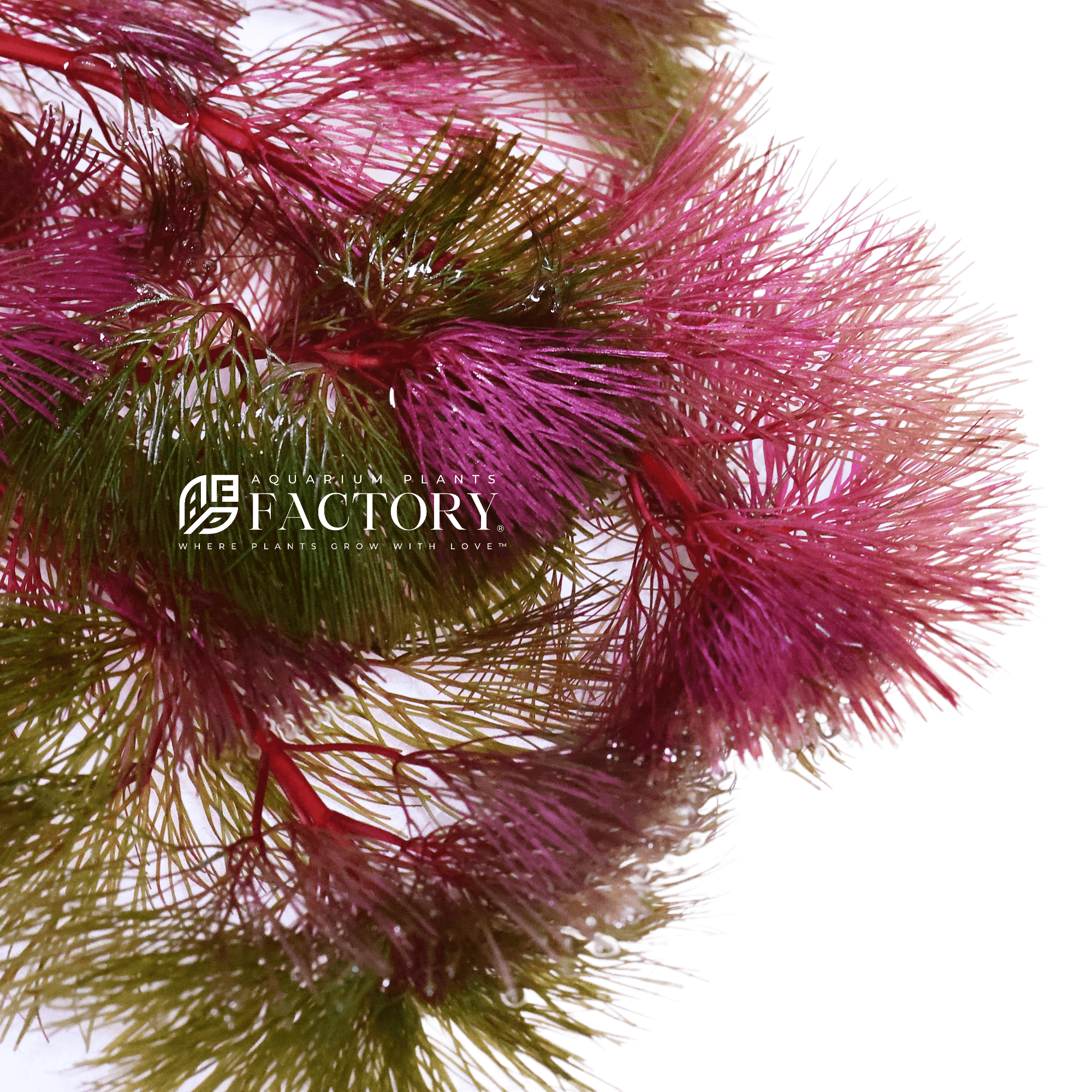 Purple Cabomba Super Magenta planted in the background of a planted tank, providing a color contrast against green aquatic plants.