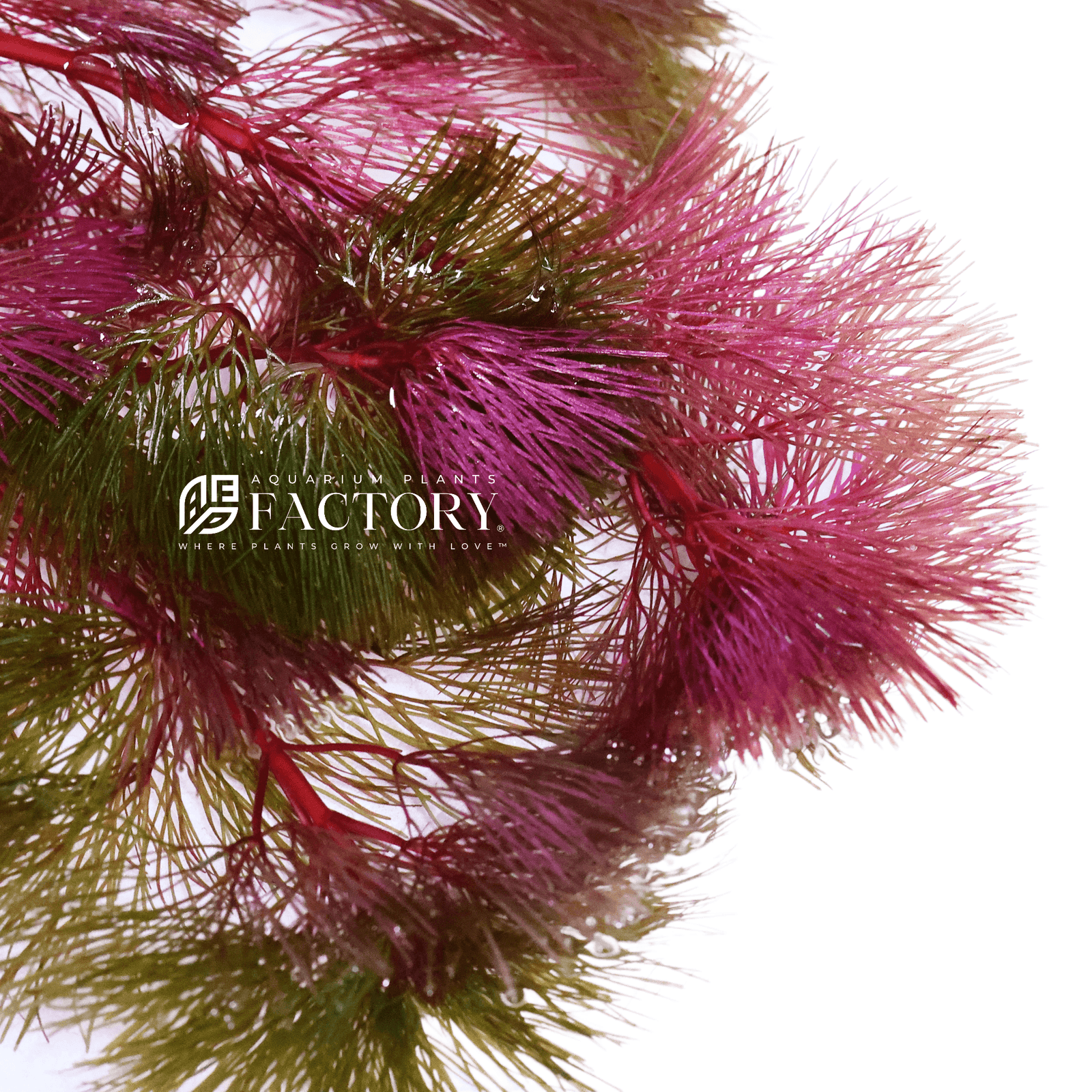 Purple Cabomba Super Magenta planted in the background of a planted tank, providing a color contrast against green aquatic plants.