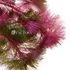 Purple Cabomba Super Magenta planted in the background of a planted tank, providing a color contrast against green aquatic plants.