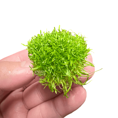 Utricularia Graminifolia | UG Grass-like Lawn | Foreground Carpet | Aquarium Plants Factory®