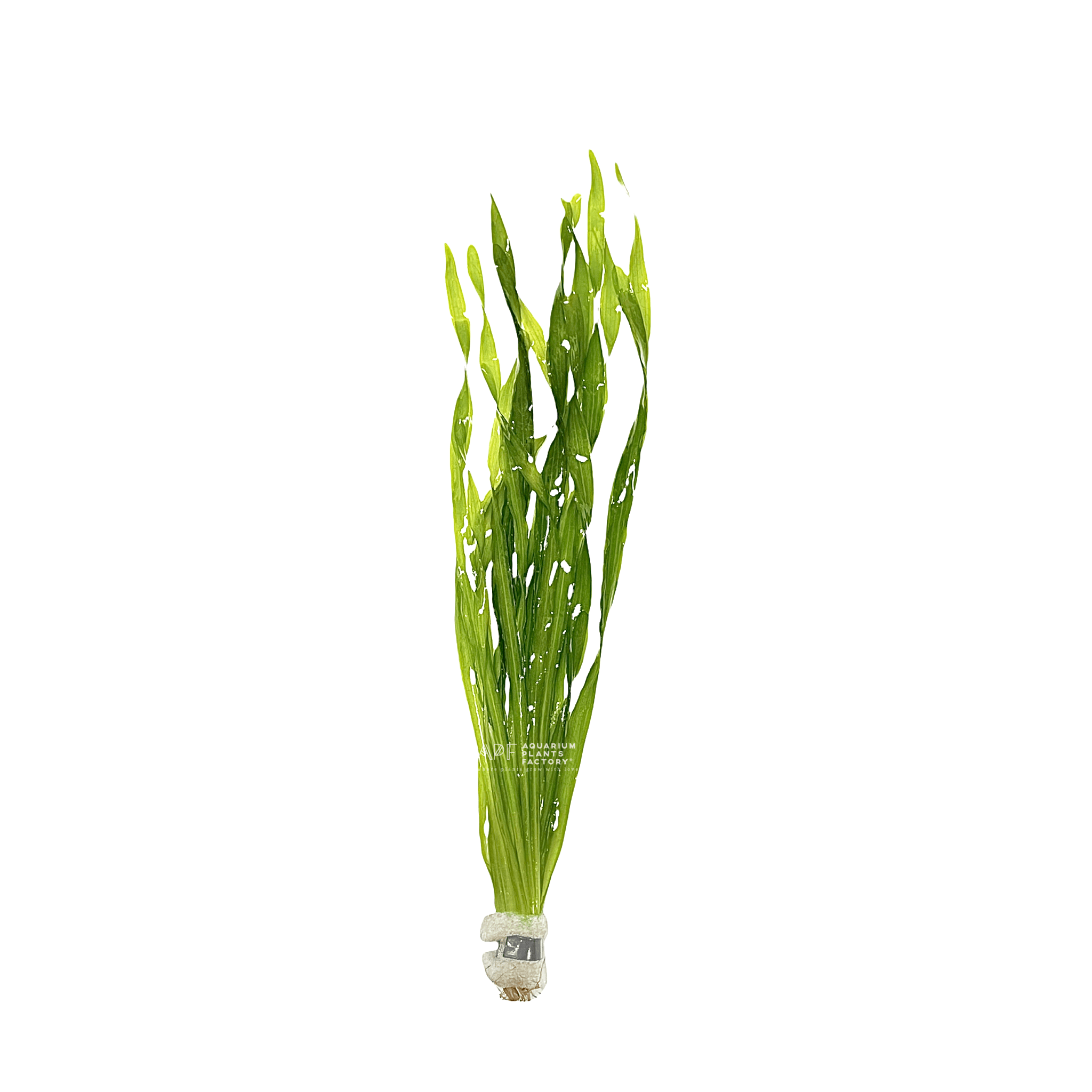 Vallisneria Contortionist / Contortion Val / Corkscrew Val / Twisted Val | APF Aquarium Plants Factory®