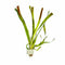 Vallisneria Gigantea - Aquarium Plants Factory