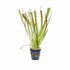 Vallisneria 'Leopard' - Aquarium Plants Factory