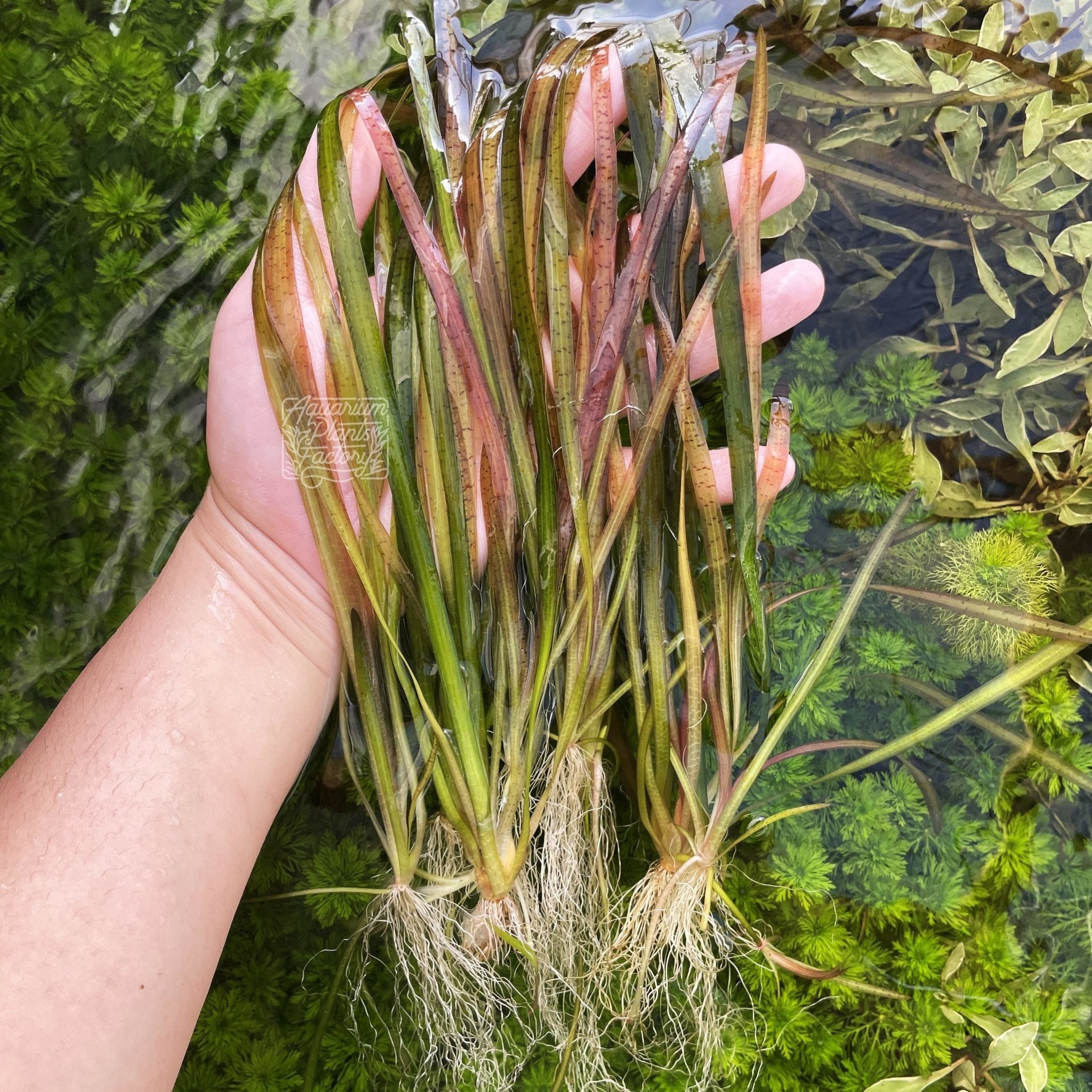 Vallisneria 'Leopard' - Aquarium Plants Factory