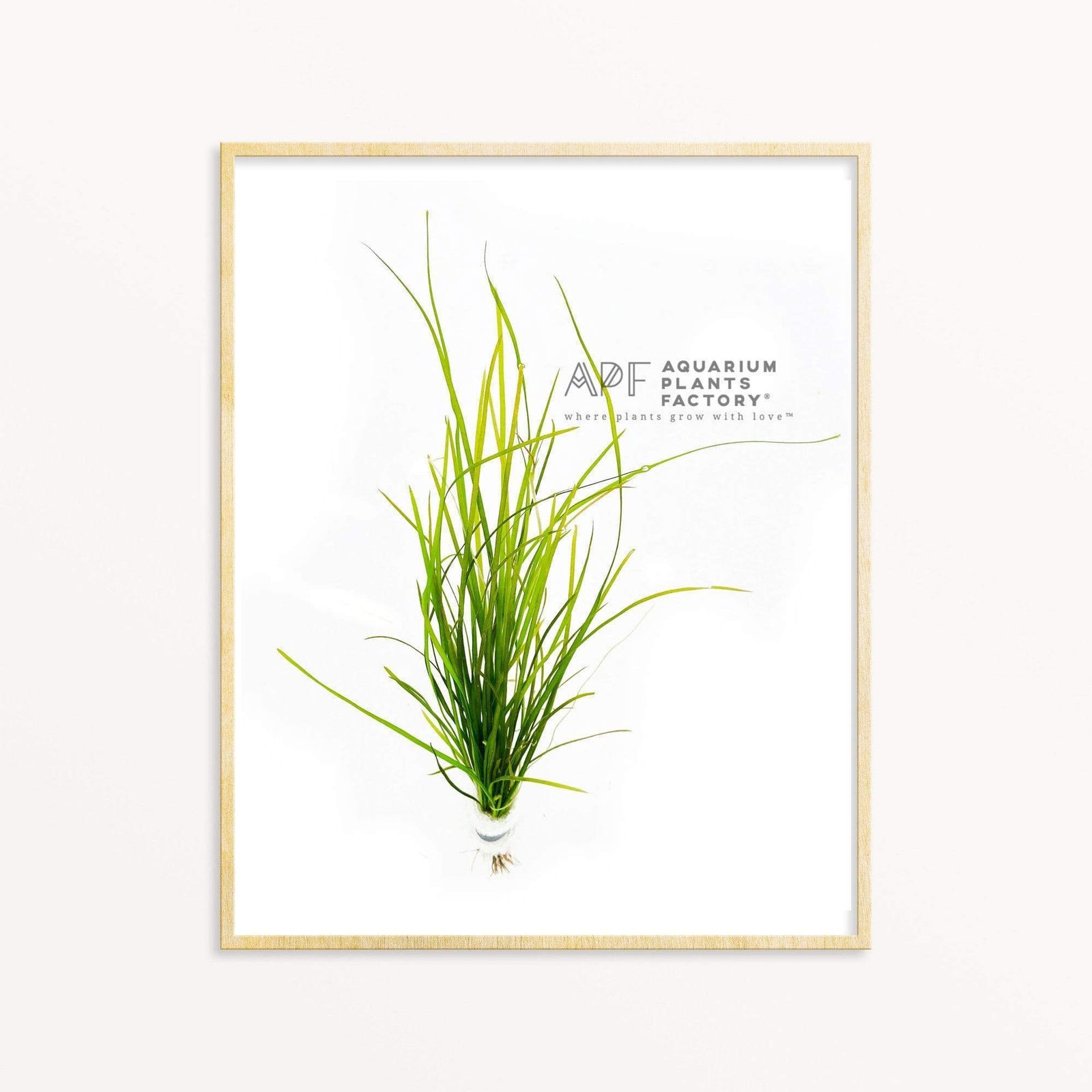 Vallisneria Nana - Aquarium Plants Factory