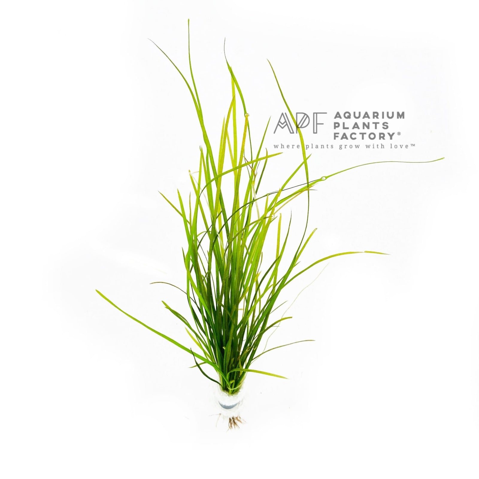 Vallisneria Nana - Aquarium Plants Factory