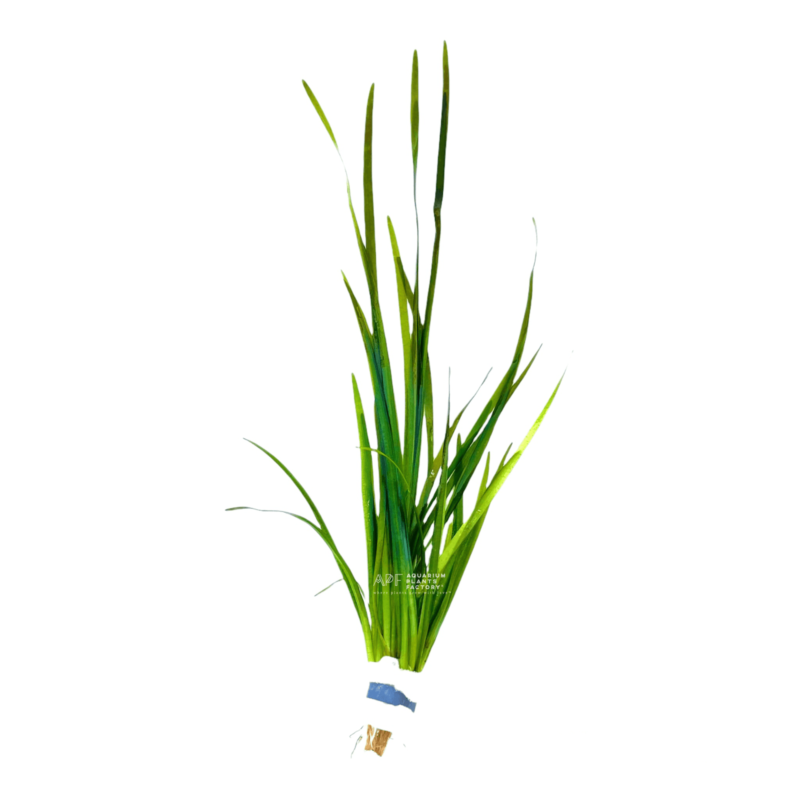 Vallisneria nana 'Striped' - Aquarium Plants Factory