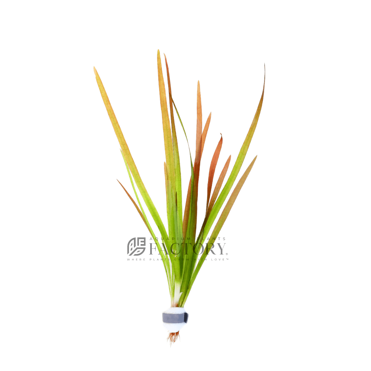 Vallisneria Red Rubra Jungle Val Aquarium Plants Factory®