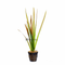 Vallisneria Red Rubra Potted Jungle Val Aquarium Plants Factory