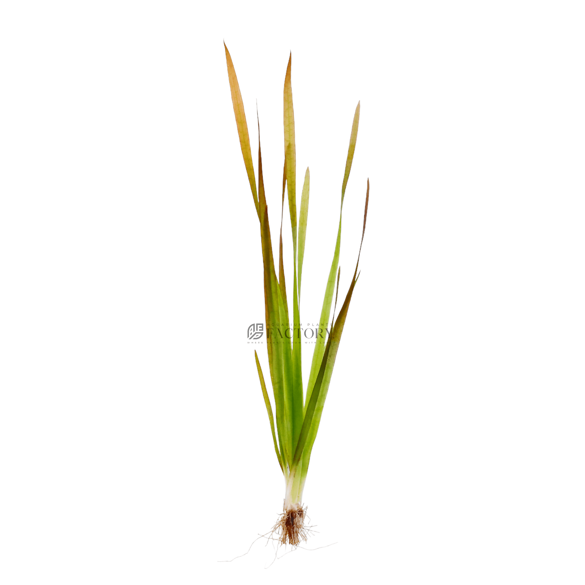 Vallisneria Red Rubra Jungle Val Aquarium Plants Factory®