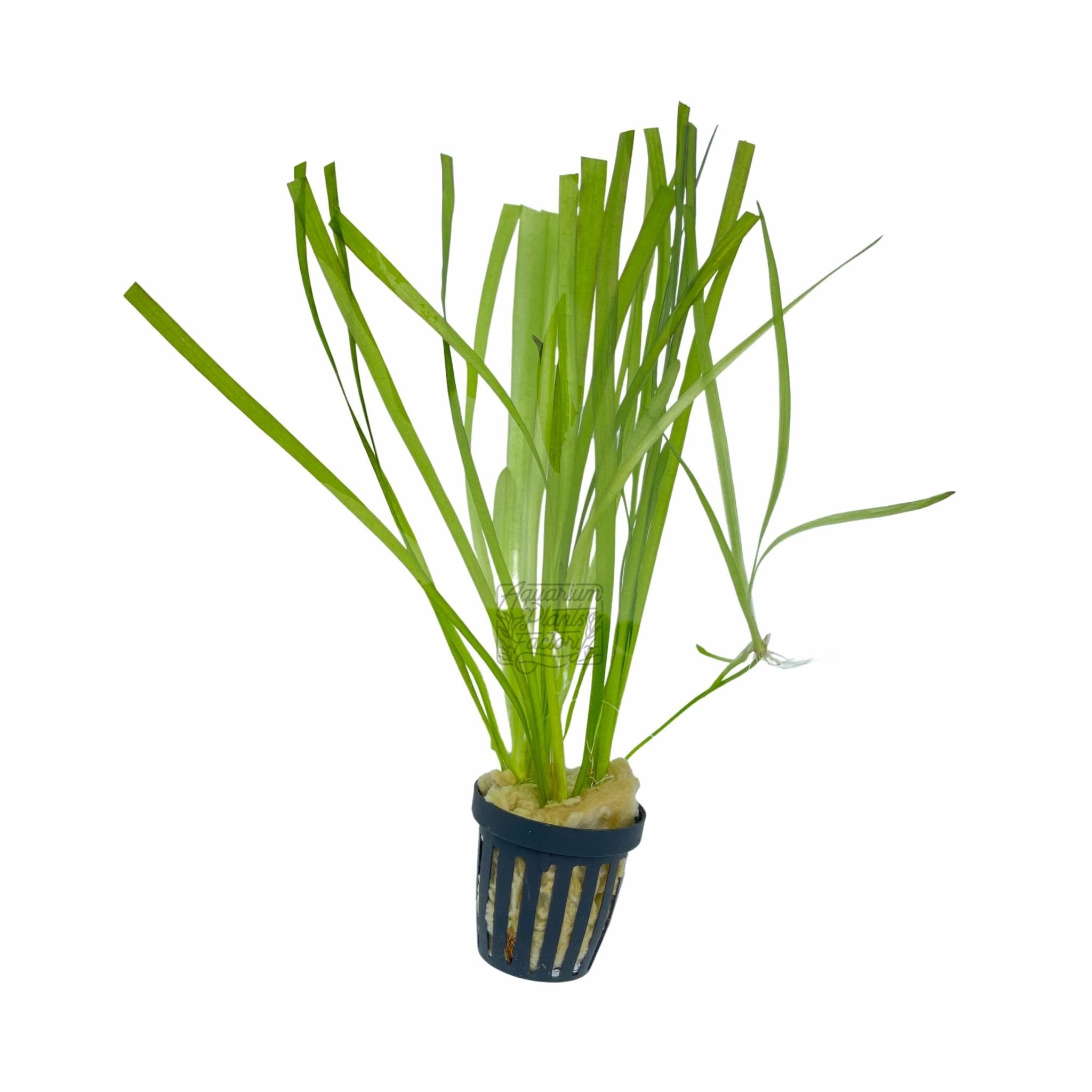 Vallisneria Spiralis | Jungle Val - Aquarium Plants Factory