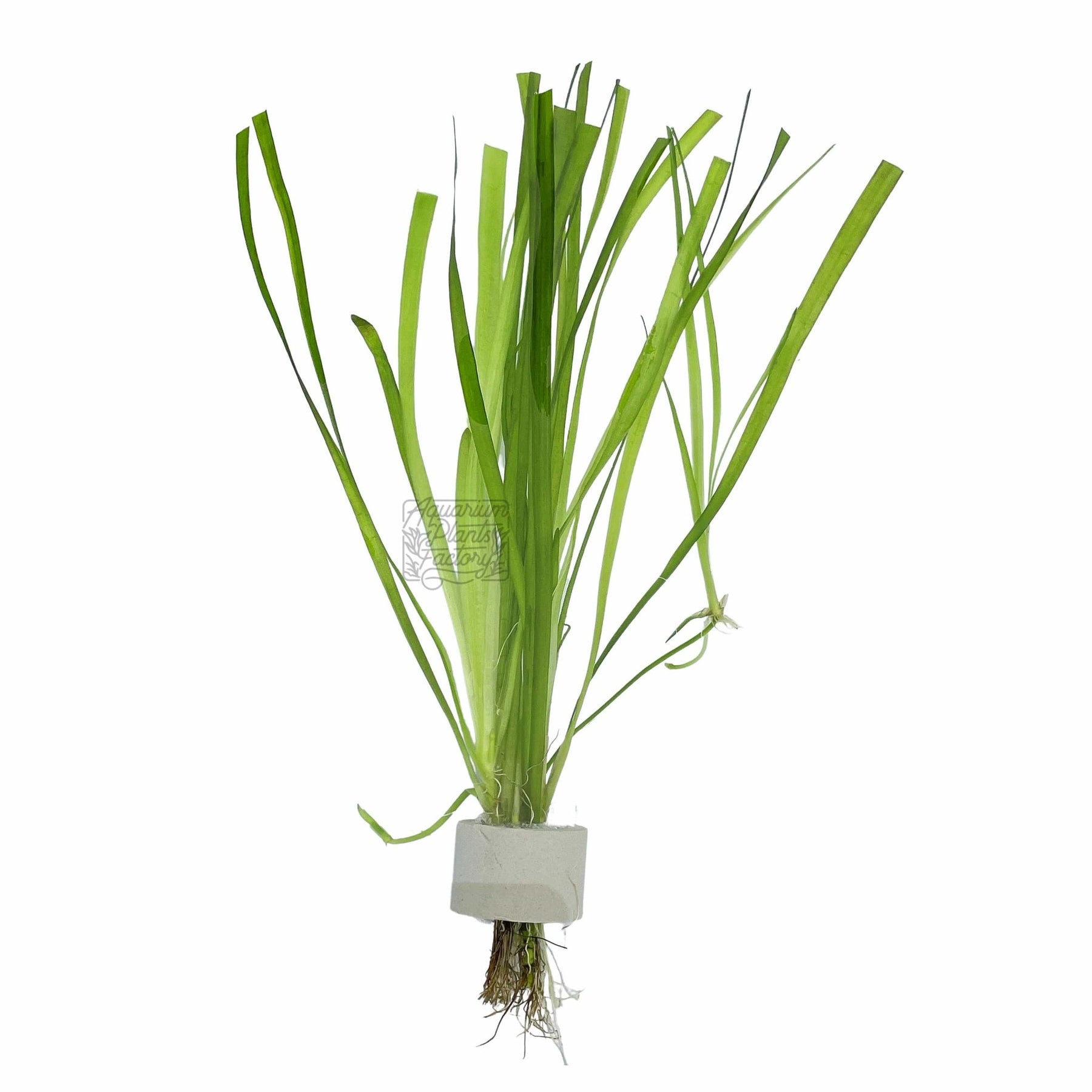 Vallisneria Spiralis Italian Jungle Val APF Aquarium Plants Factory vallisneria-spiralis-italian-jungle-val-apf-aquarium-plants-factory