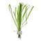 Vallisneria Spiralis | Jungle Val - Aquarium Plants Factory