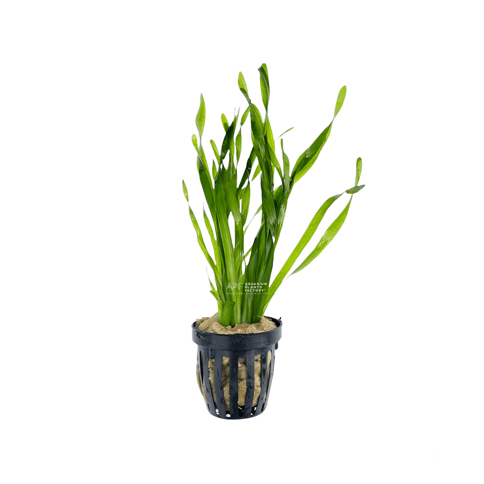 Vallisneria Torta - Aquarium Plants Factory