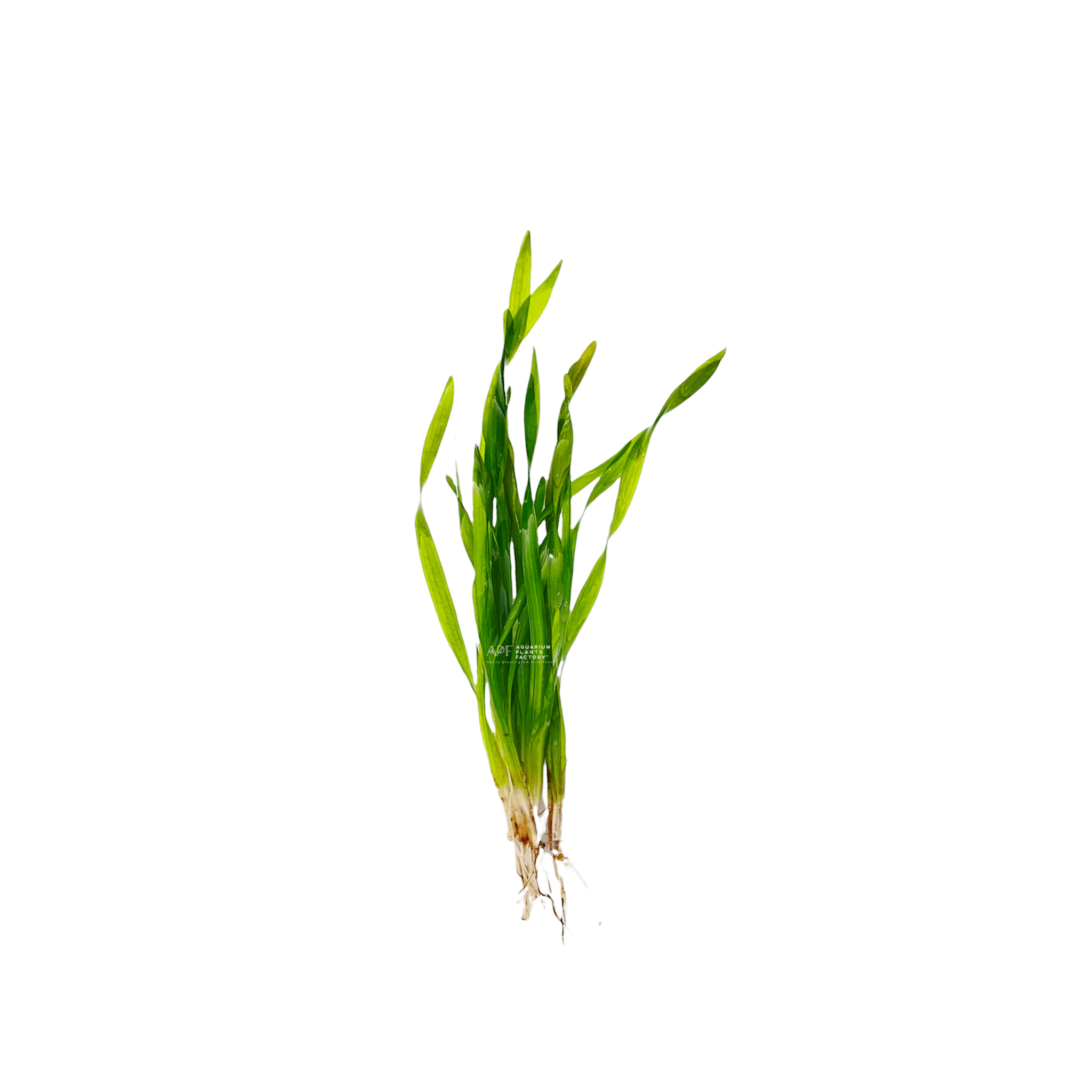 Vallisneria Torta - Aquarium Plants Factory