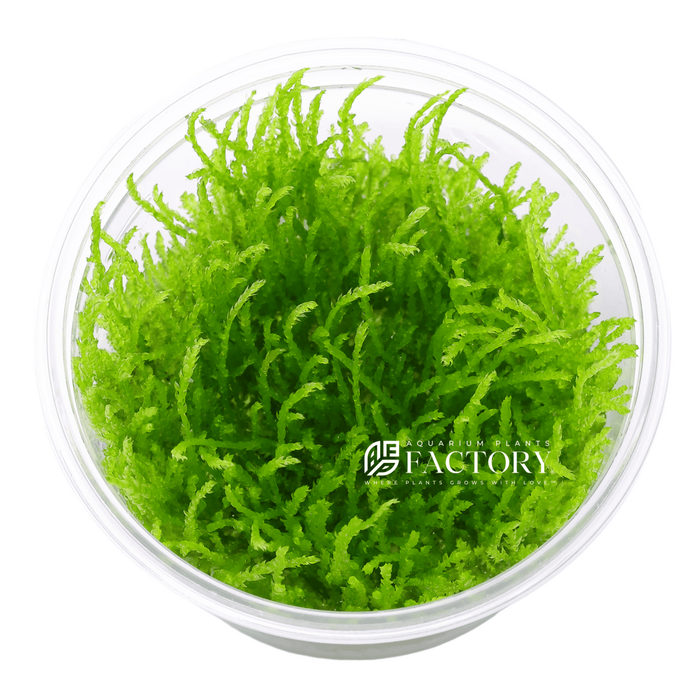 Moss